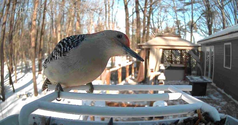 Image #1 from Jason Hirsch