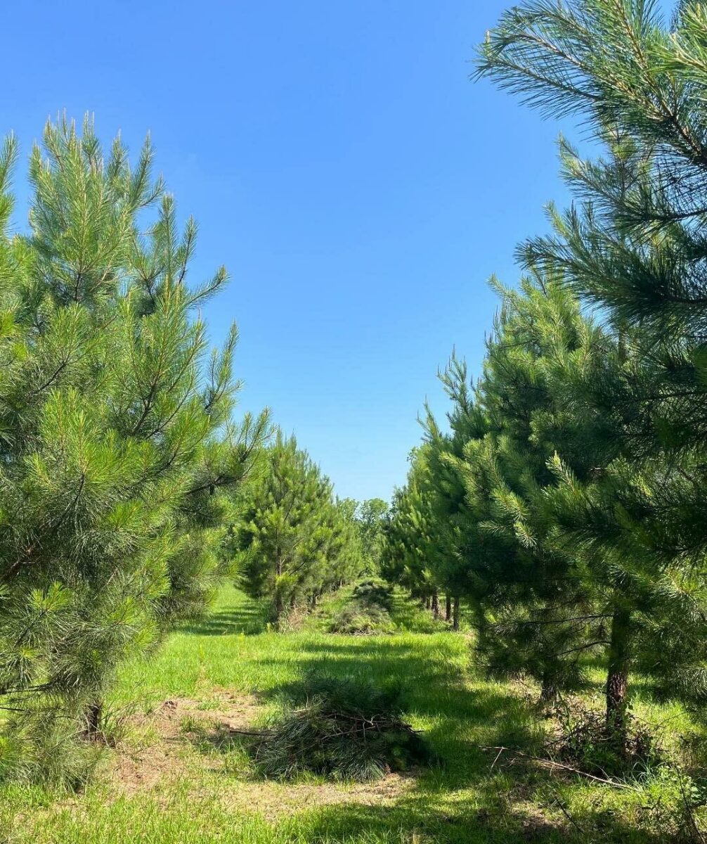 Image #1 from Robert Parsons