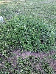 Image #2 from José Rivera Hernández